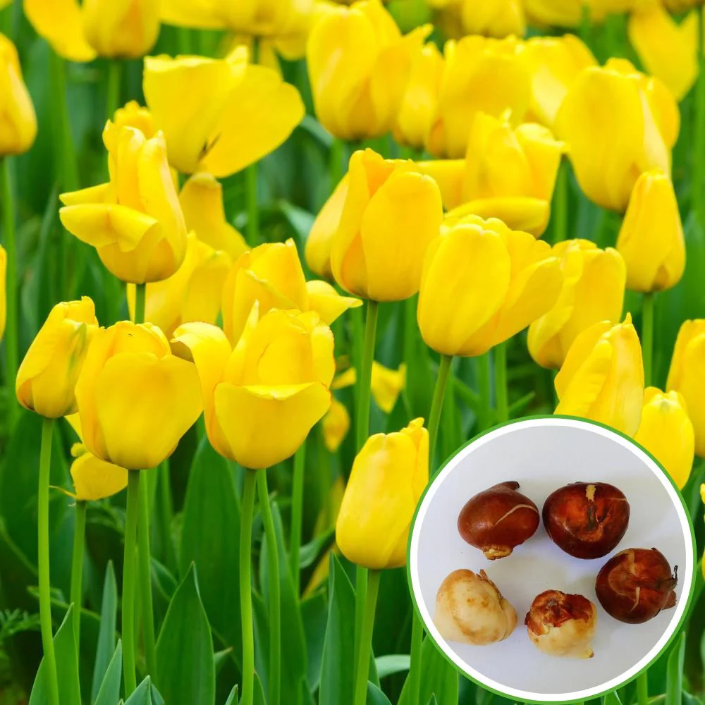 Tulip Yellow Flower Bulbs (05N) Elegant Spring Blooms for Home Garden 🌷 - Image 2