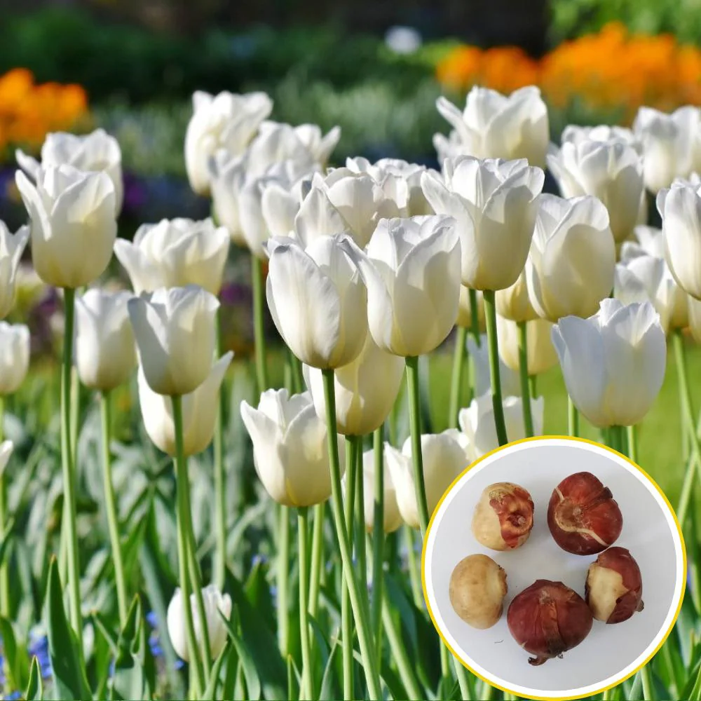 Tulip White Flower Bulbs (05N) - Image 2