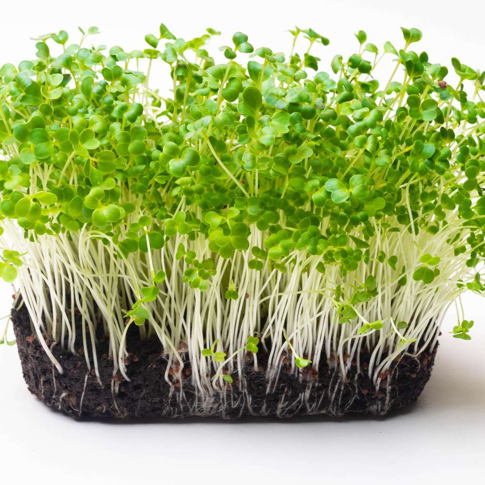 Turnip Microgreen Seeds (25g) - Image 2