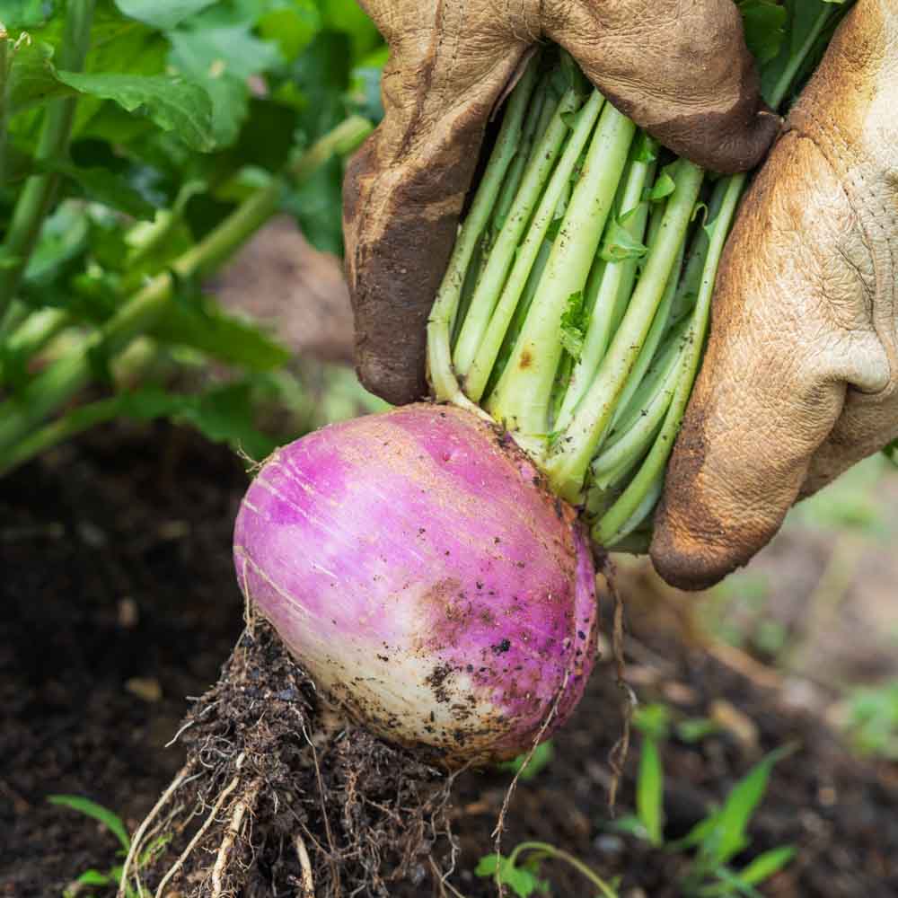 Turnip (Shaljam) Seeds - 200 Seeds (शलजम के बीज) - Image 2
