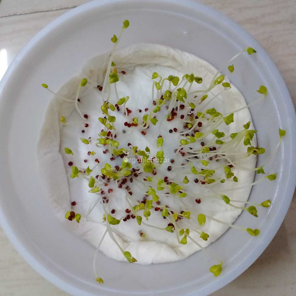 Turnip (Shaljam) Seeds - 200 Seeds (शलजम के बीज) - Image 4
