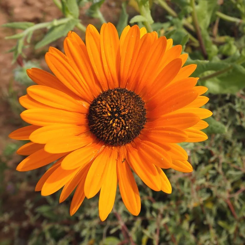 Venidium fastuosum Orange Seeds (200 Seeds) High Germination/ Easy To grow/ Perfect for pots, balconies, or Terrace gardens - Image 2