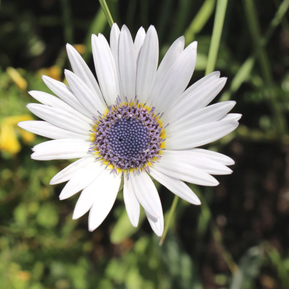 Venidium Fastuosum White Seeds (200 Seeds) High Germination/ Easy To grow/ Perfect for pots, balconies, or Terrace gardens - Image 2
