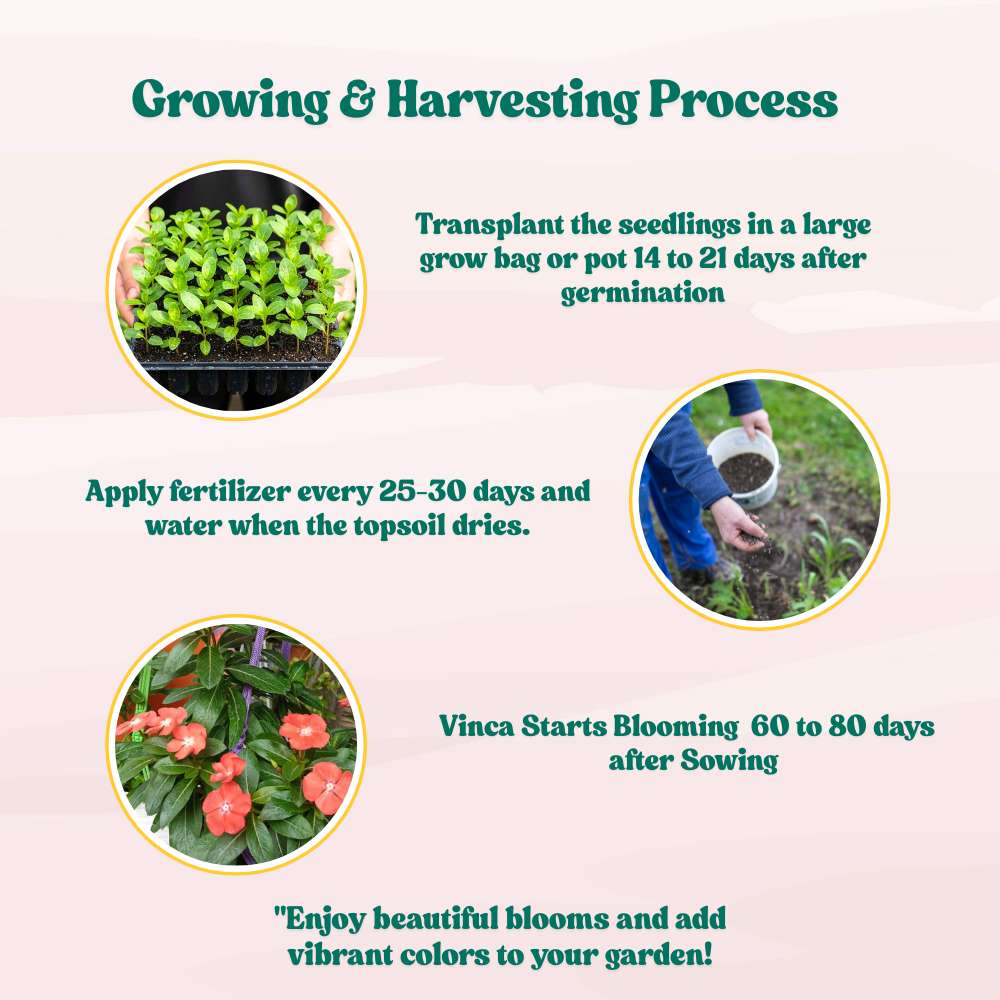 Vinca Pacifica XP Orange Seeds - 25 Seeds (Periwinkle/ Sadabahar/सदाबहार के बीज) High Germination, Annual Flower Seeds for Terrace Gardening - Image 6