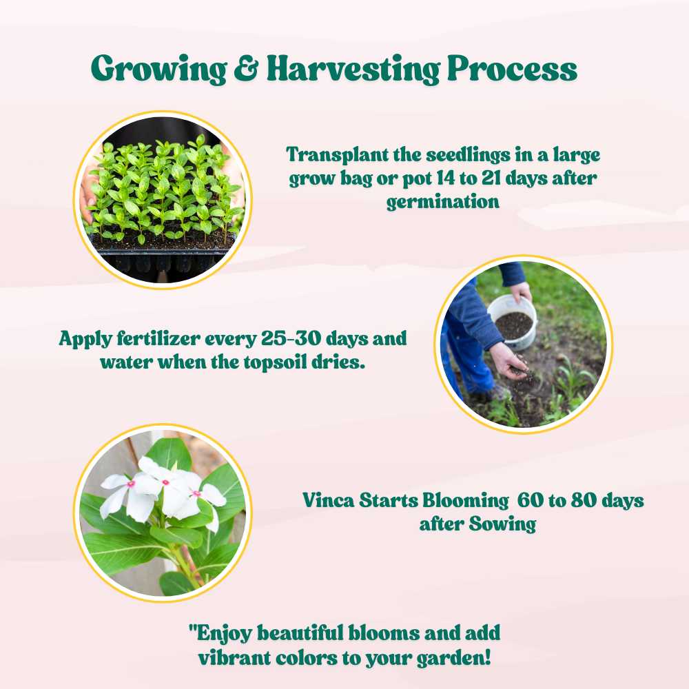 Vinca Pacifica XP White Seeds - 25 Seeds (Periwinkle/ Sadabahar/सदाबहार के बीज) High Germination, Annual Flower Seeds for Terrace Gardening - Image 6