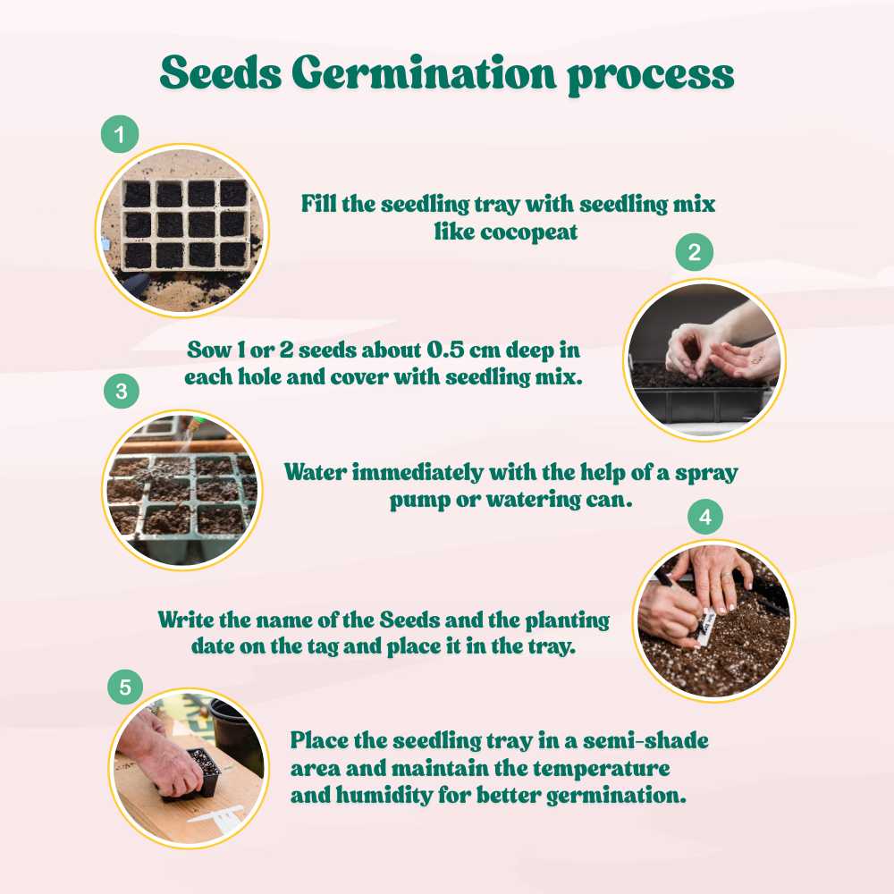 Vinca Purple Hybrid Seeds - 25 Seeds (Periwinkle/ Purple sadabahar/सदाबहार के बीज) High Germination, Annual Flower Seeds for Terrace Gardening - Image 4