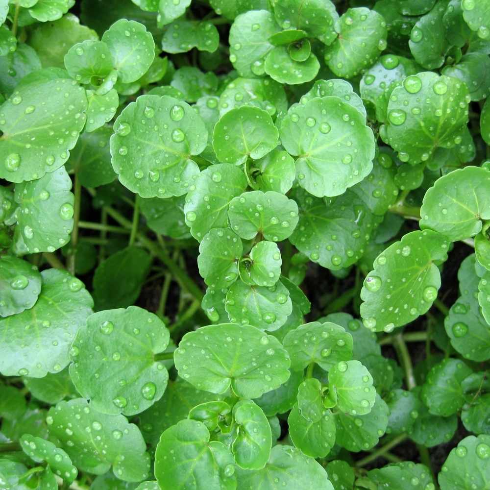 Water Cress Seeds (500 Seeds) - Image 2