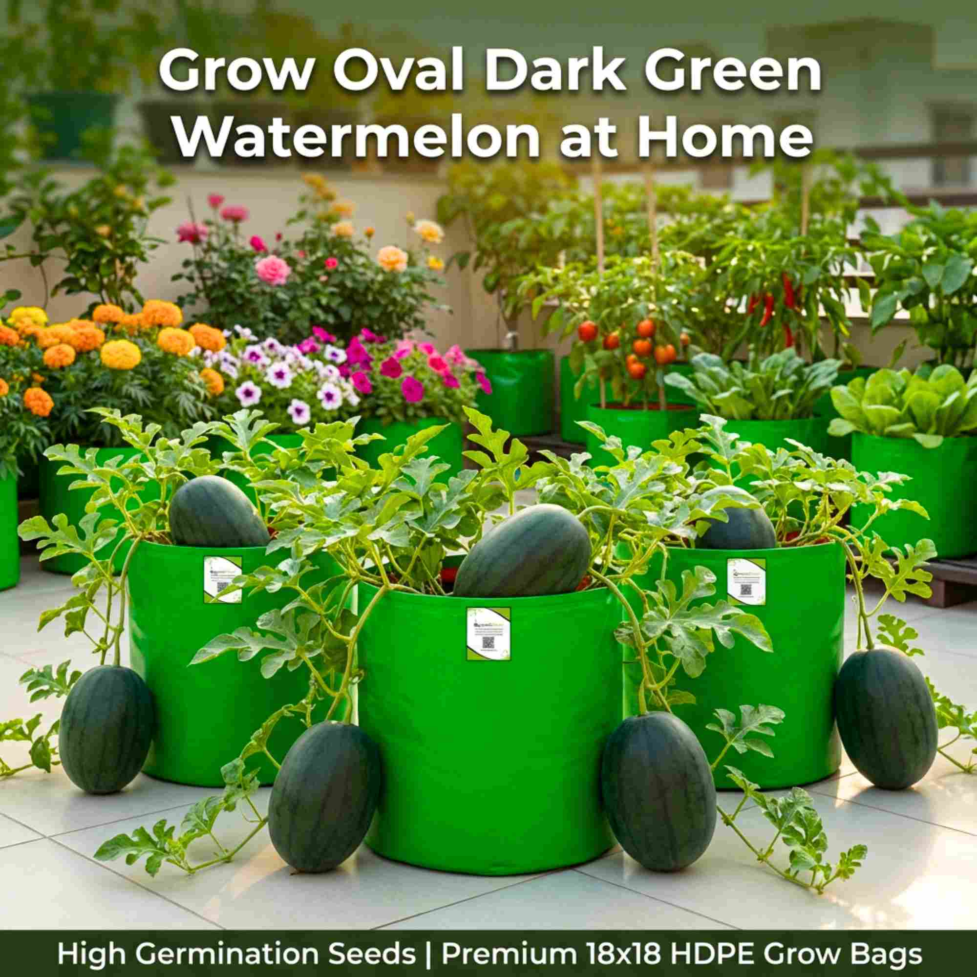 Watermelon Oval Dark Green Seeds - 12 Seeds(Tarbooj/तरबूज के बीज) - Image 3