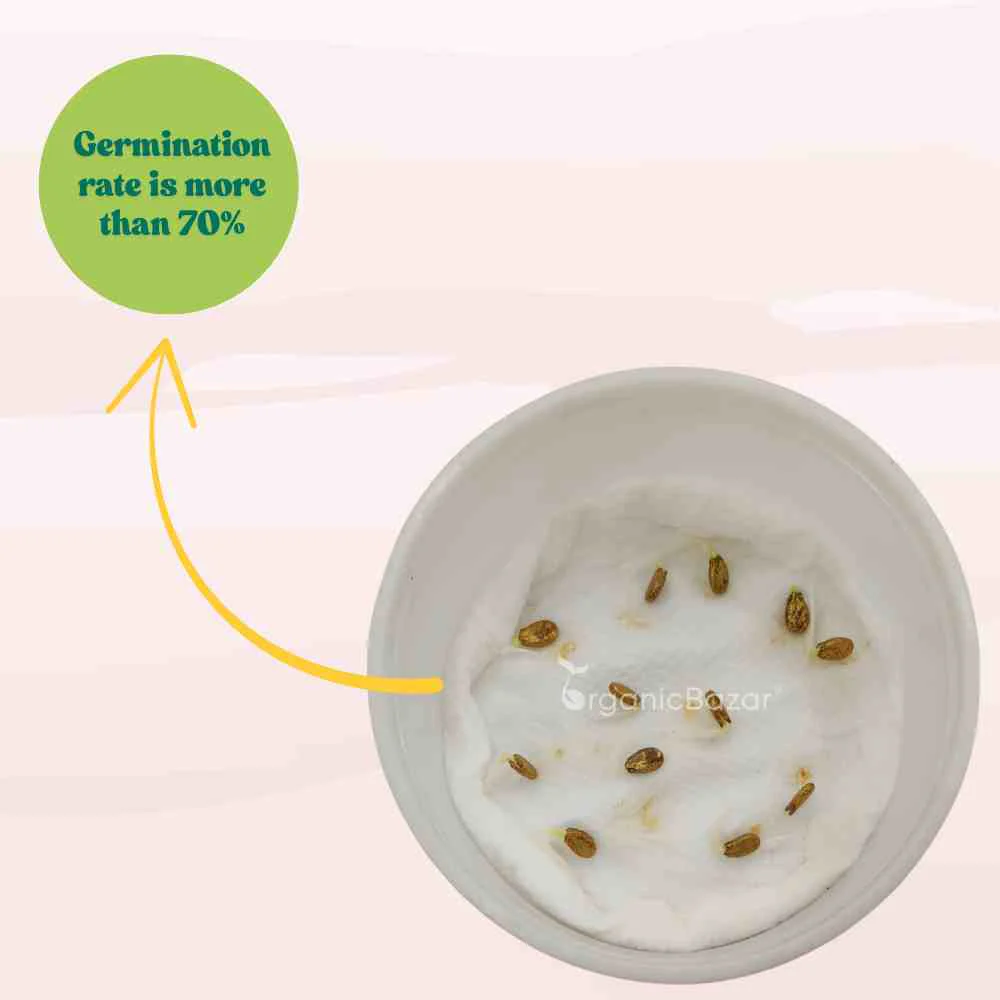 Watermelon Oval Dark Green Seeds - 12 Seeds(Tarbooj/तरबूज के बीज) - Image 6