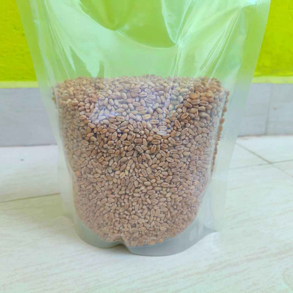 Wheat Grass Seeds (900g) Grow Healthy Superfood at Home πΏβ¨ - Image 3