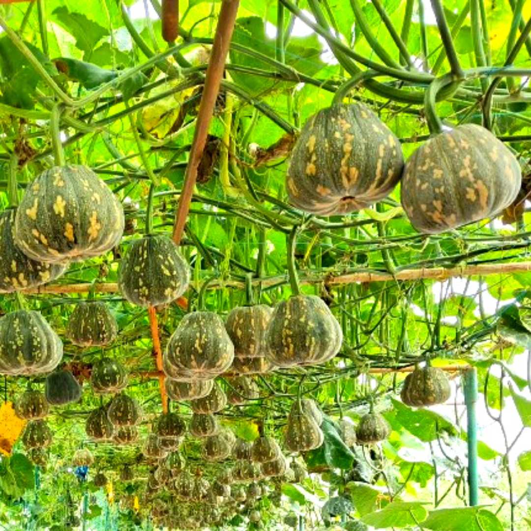 Winter Squash (Pumpkin) Seeds (10 Seeds) Easy To grow, High Germination, High Yield Seeds for Home Gardening - Image 3