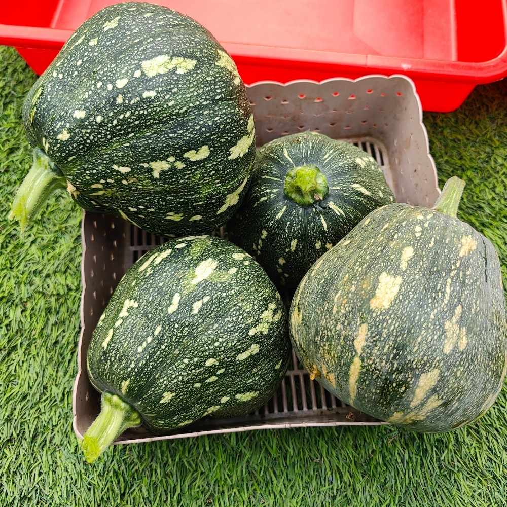 Winter Squash (Pumpkin) Seeds (10 Seeds) Easy To grow, High Germination, High Yield Seeds for Home Gardening - Image 4