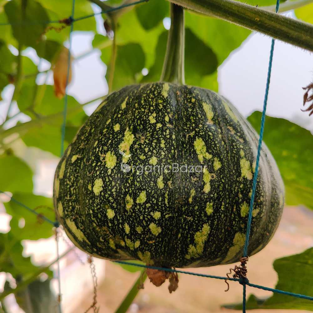 Winter Squash (Pumpkin) Seeds (10 Seeds) Easy To grow, High Germination, High Yield Seeds for Home Gardening - Image 5