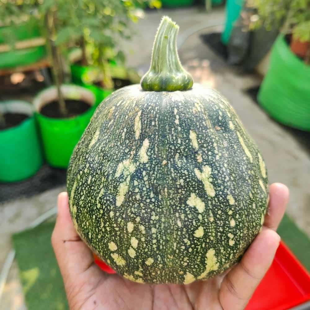 Winter Squash (Pumpkin) Seeds (10 Seeds) Easy To grow, High Germination, High Yield Seeds for Home Gardening - Image 6