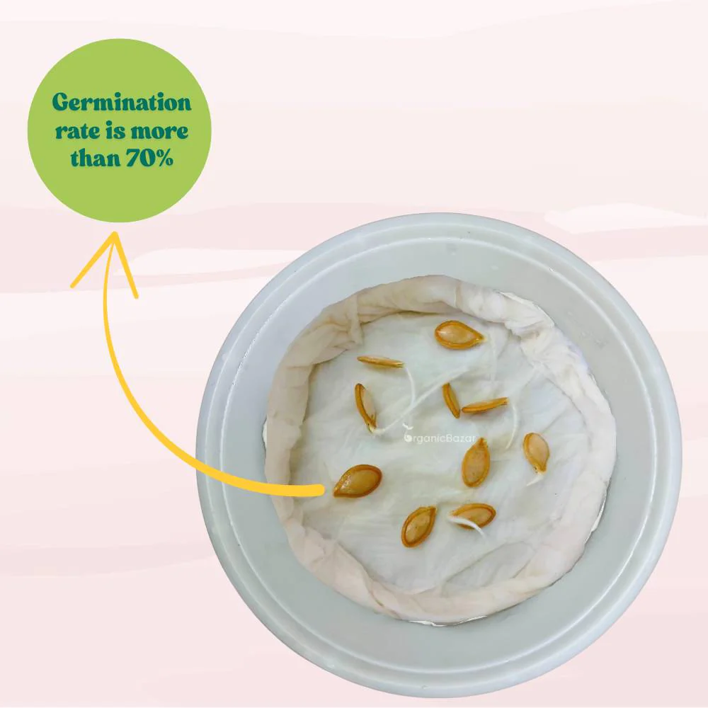 Winter Squash (Pumpkin) Seeds (10 Seeds) Easy To grow, High Germination, High Yield Seeds for Home Gardening - Image 8