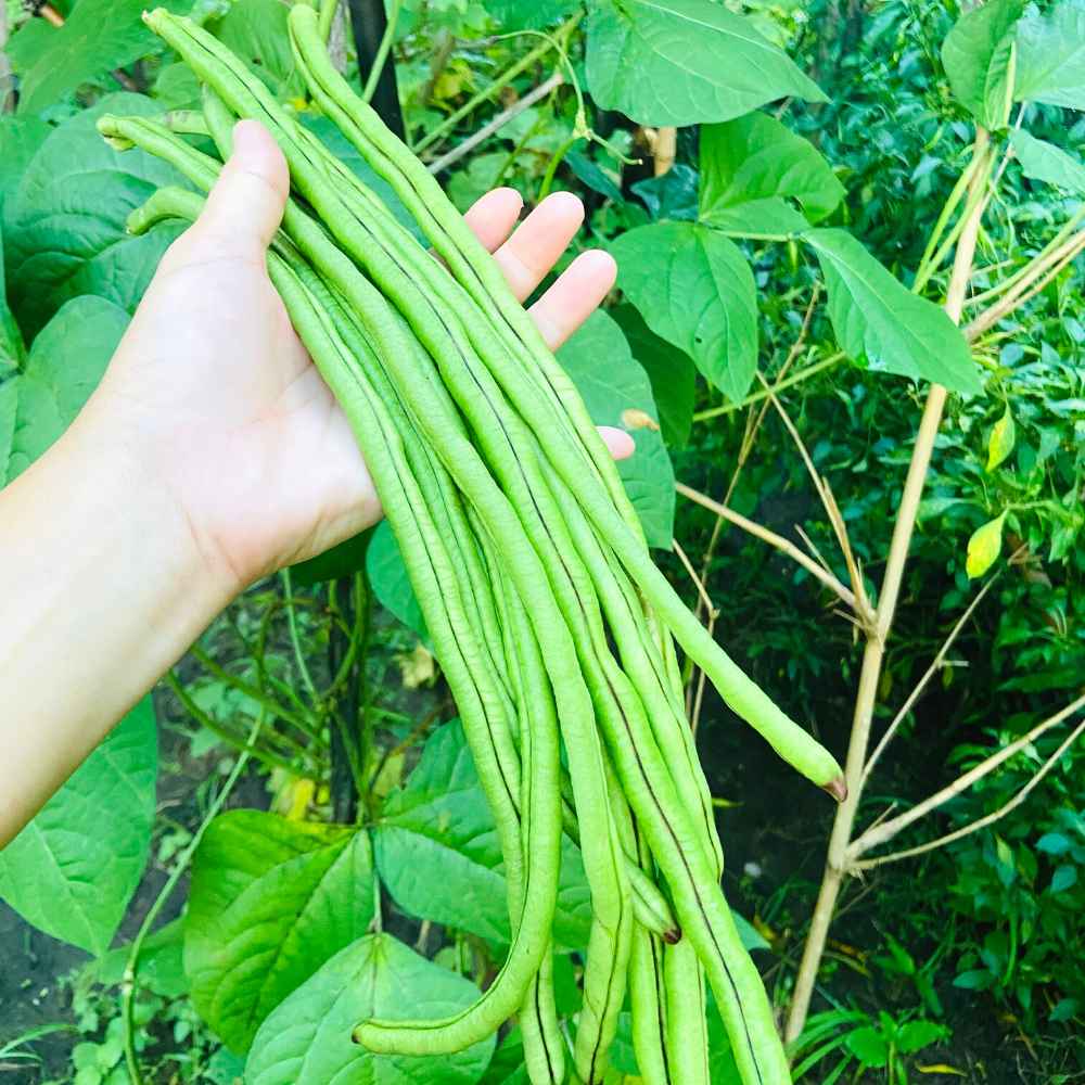 Yard Long Beans Seeds - 20 Seeds (यार्ड लॉन्ग बीन्स के बीज) - Image 3