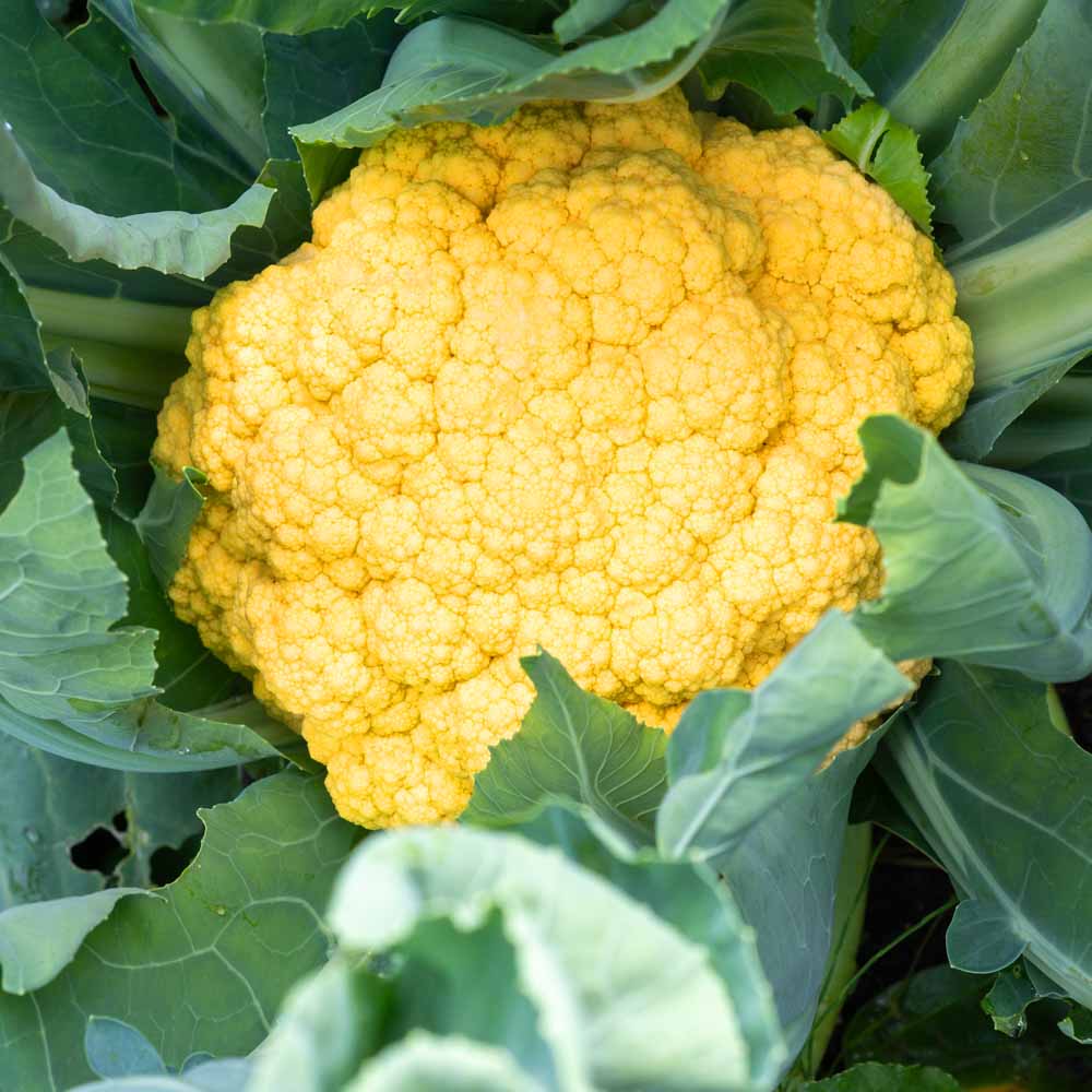 Yellow Cauliflower (Pili Phool Gobhi) Seeds - 40 Seeds (पीली गोभी के बीज) High Germination /Easy to Grow/Ideal for Terrace/Kitchen Gardening - Image 2