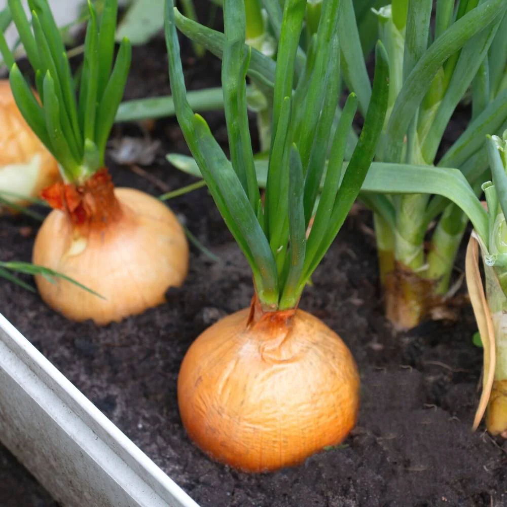 Yellow Onion Seeds - 1000 Seeds (Pili Pyaj/प्याज के बीज) High Yield/High Germination/Best Seeds for Terrace Gardening - Image 2