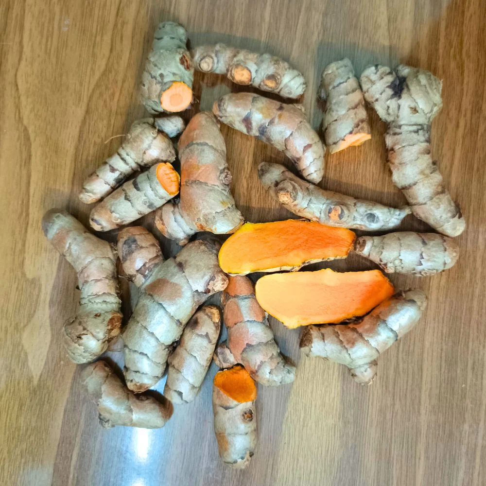 Yellow Turmeric Seeds (Haldi Roots) for Planting (400g) - Image 3