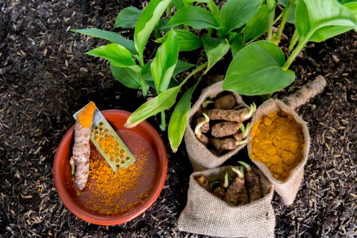 Yellow Turmeric Seeds (Haldi Roots) for Planting (400g) - Image 5