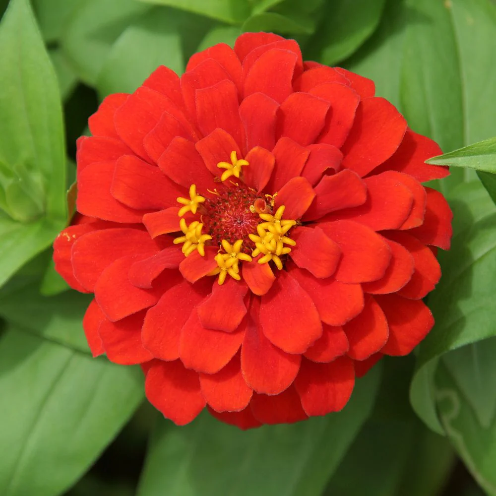 Zinnia Red Flower Seeds (100 Seeds) High Germination/ Easy To grow/ Perfect for pots, balconies, or Terrace gardens - Image 2