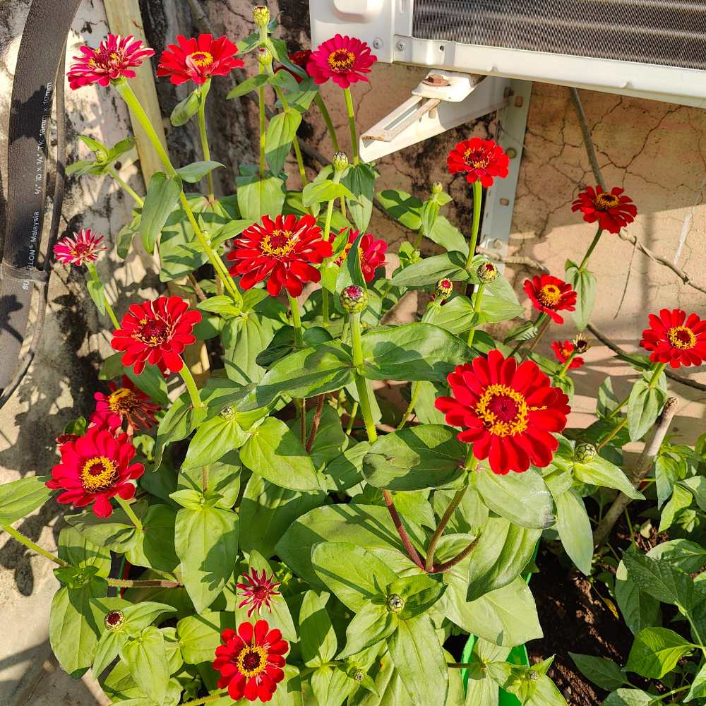 Zinnia Red Flower Seeds (100 Seeds) High Germination/ Easy To grow/ Perfect for pots, balconies, or Terrace gardens - Image 3