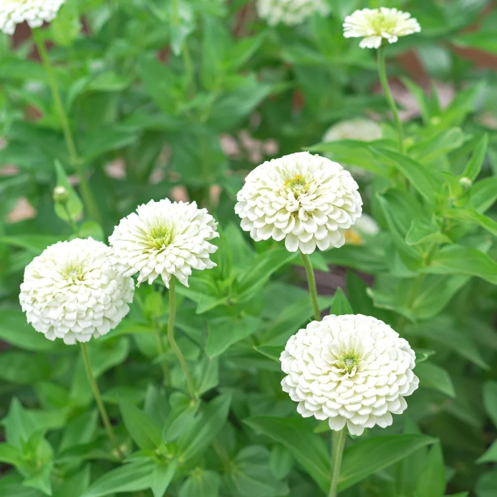 Zinnia White Flower Seeds (100 Seeds) High Germination/ Easy To grow/ Perfect for pots, balconies, or Terrace gardens - Image 2