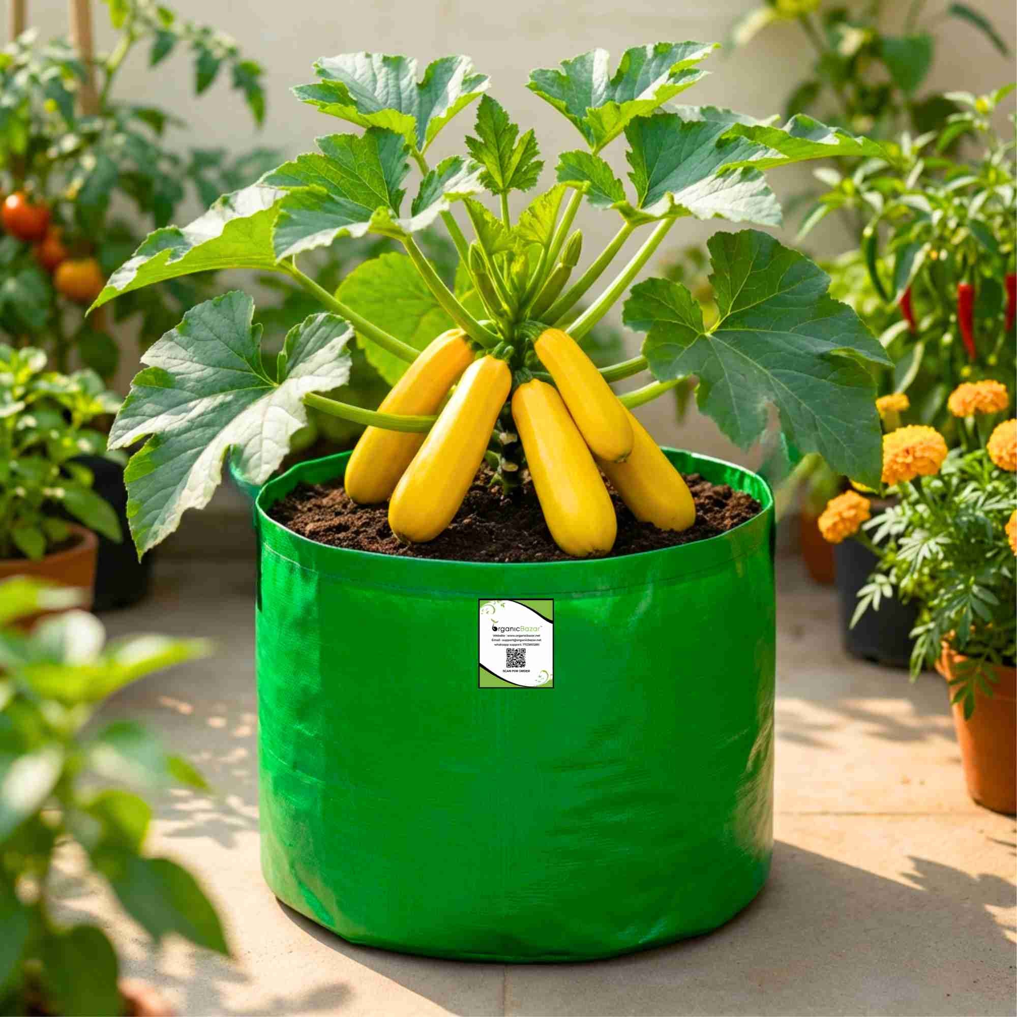 Zucchini Yellow Seeds - 15 Seeds (पीली जुकिनी के बीज) - Image 3