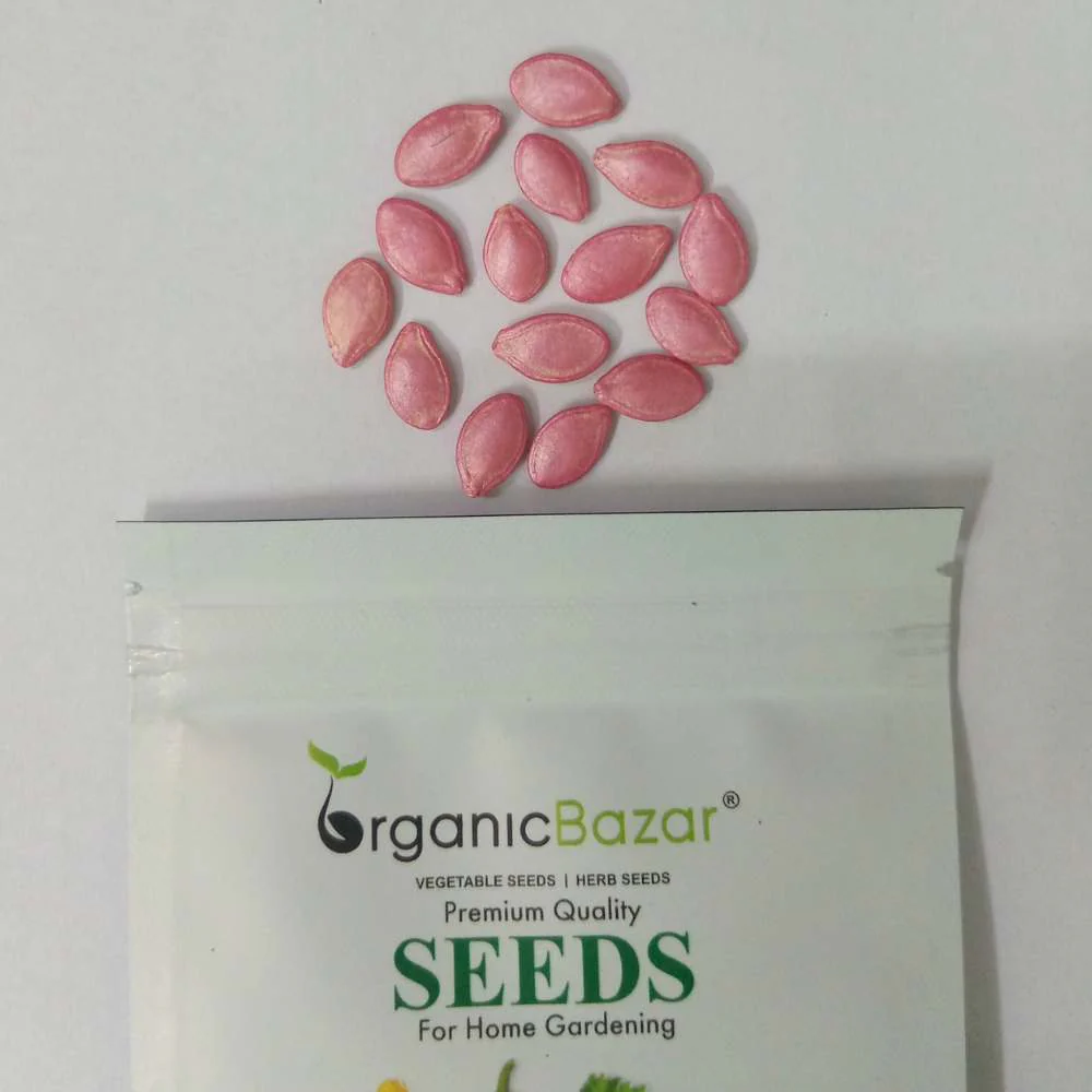 Zucchini Yellow Seeds - 15 Seeds (पीली जुकिनी के बीज) - Image 6