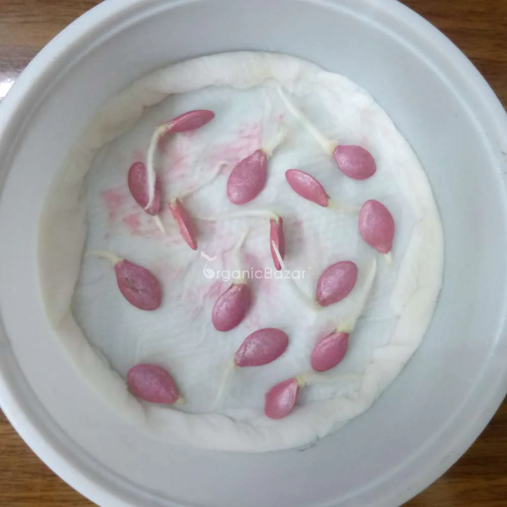 Zucchini Yellow Seeds - 15 Seeds (पीली जुकिनी के बीज) - Image 7